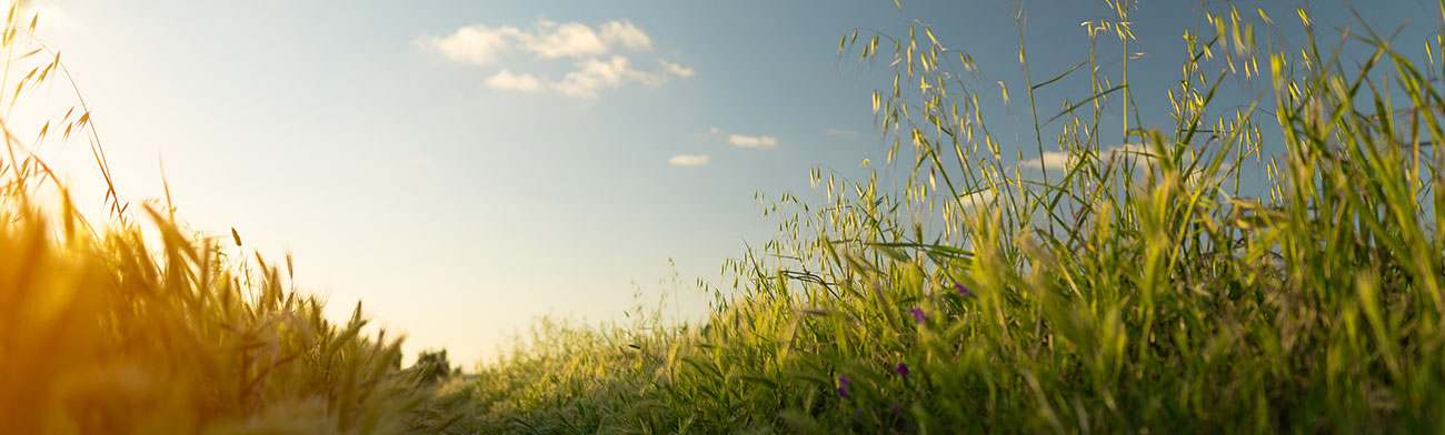 Le cadre de gestion environnementale et sociale (CGES)