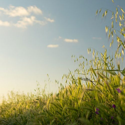 Le cadre de gestion environnementale et sociale (CGES)