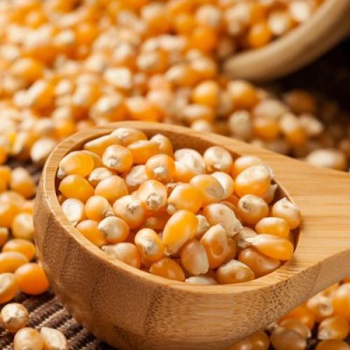 Organic Yellow Raw Corn Kernels against a background