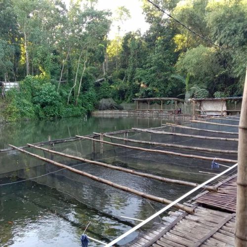 Etude de faisabilité pour l’extension du centre de pisciculture de Gounougou à Lagdo
