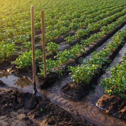 Etude du projet de réhabilitation, d&rsquo;extension et d&rsquo;amélioration des conditions de mise en valeur des aménagements hydro-agricoles de Lagdo